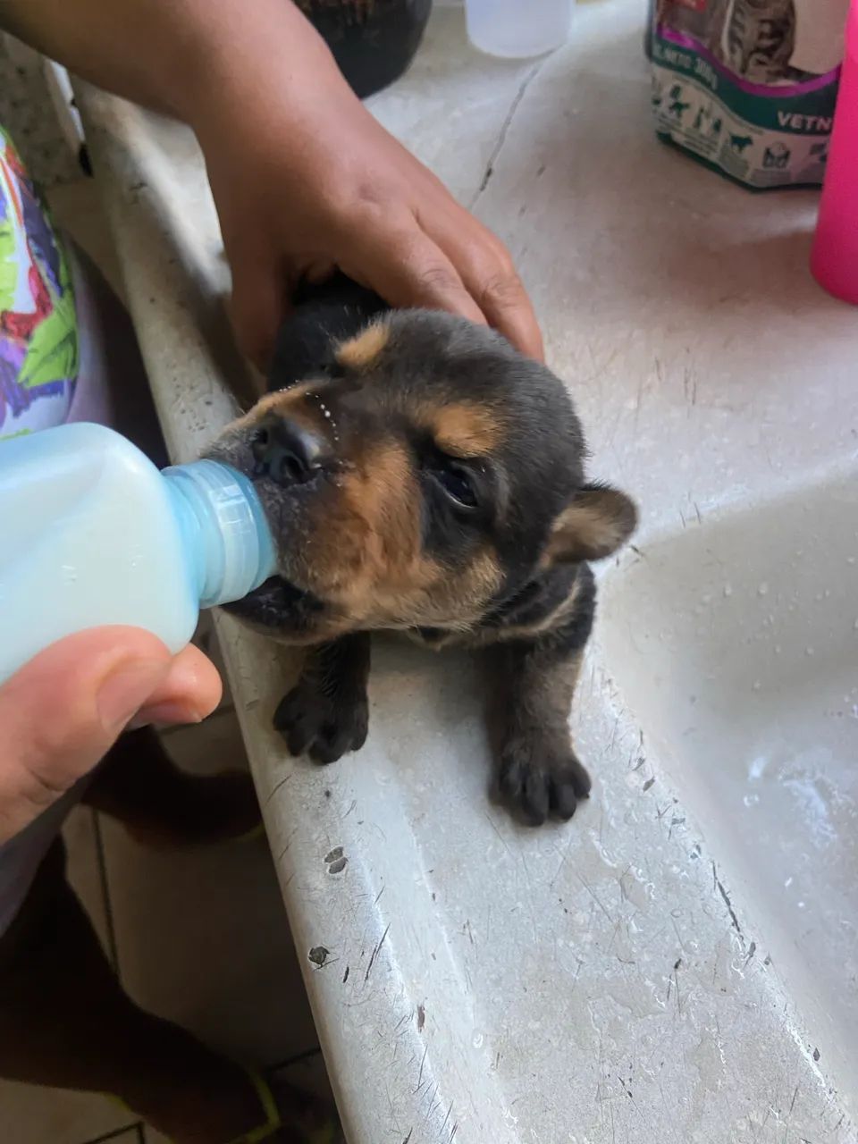 Rottweiler mestiço com vira lata - Foto 2