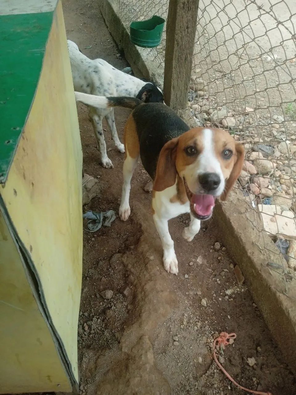 Americano com beagle bigo
