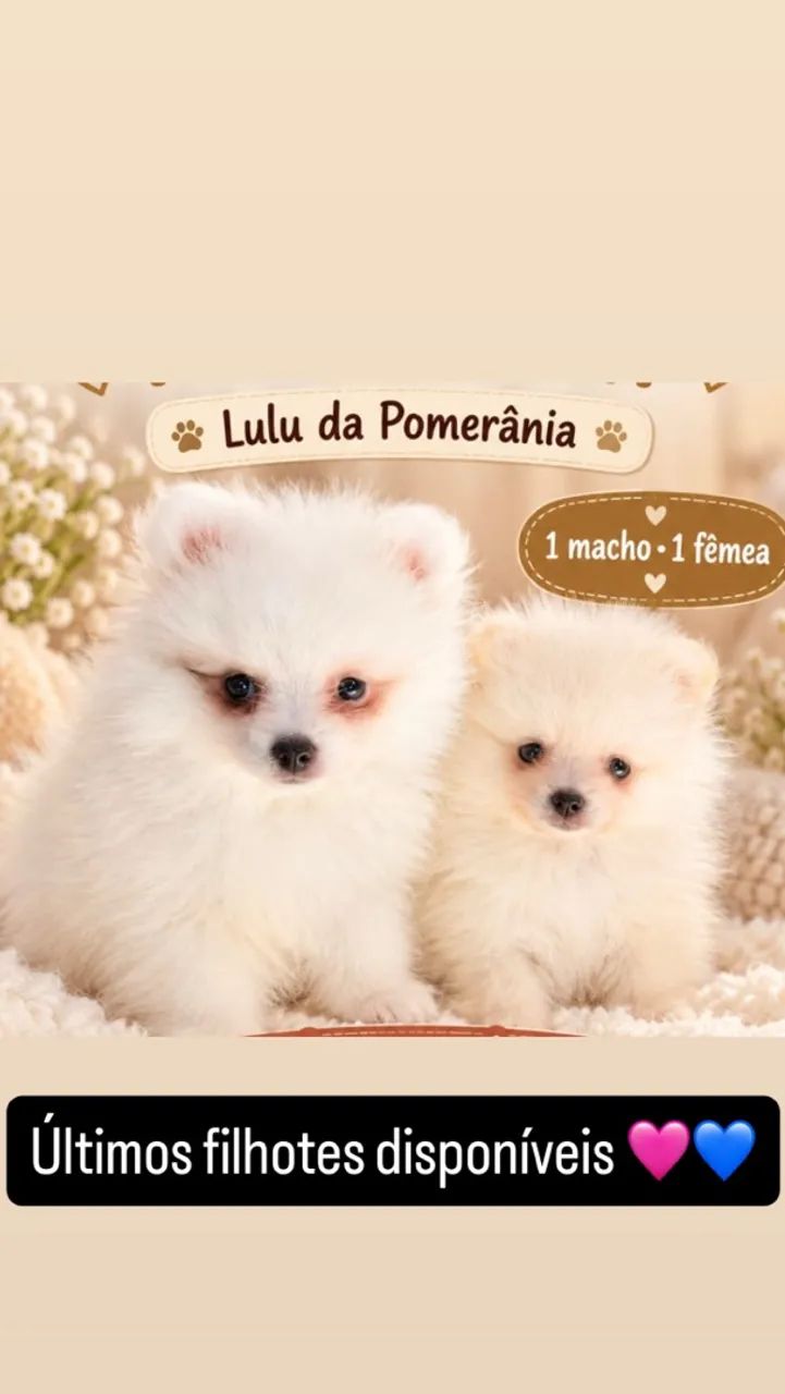 Filhotes Spitz alemao  - Foto 3