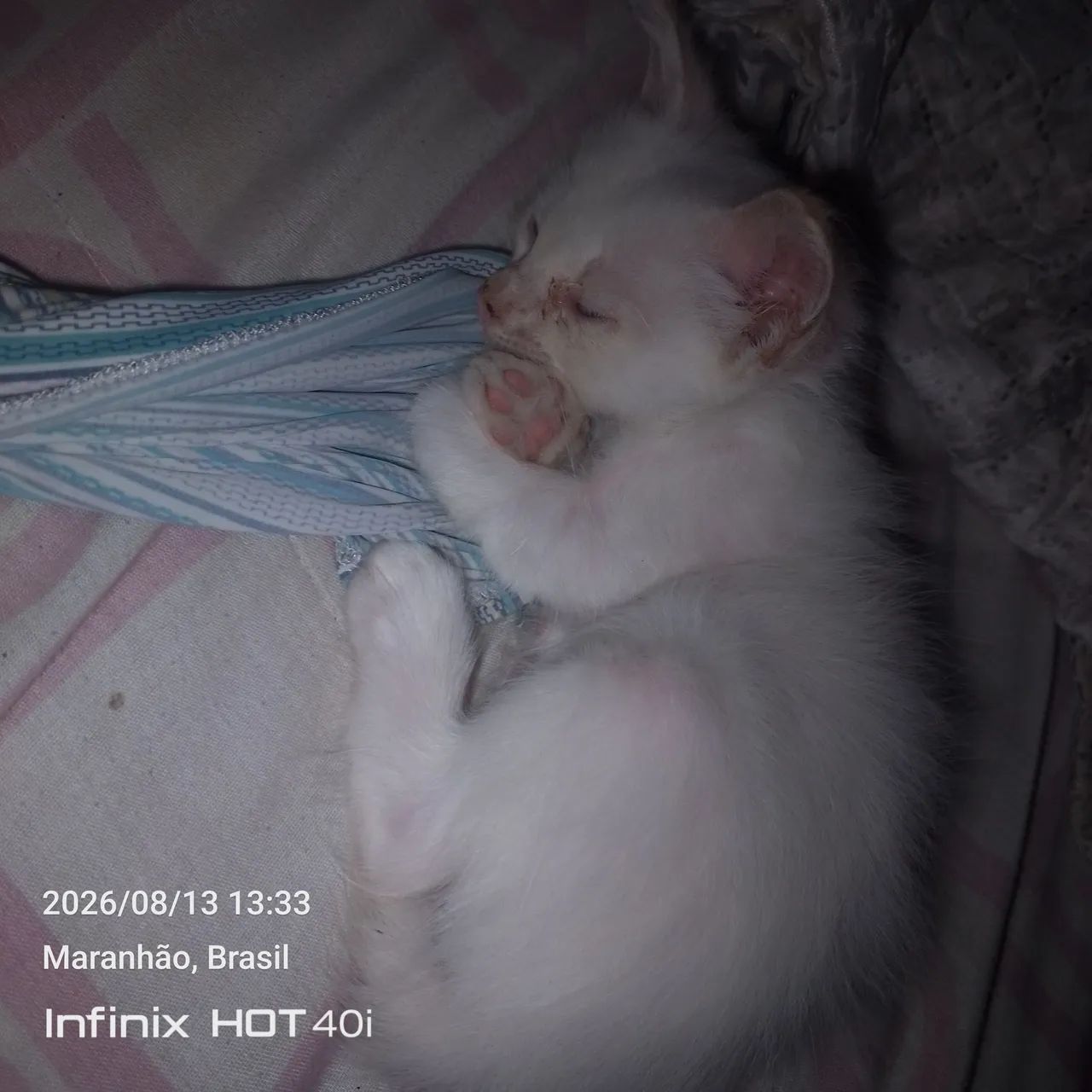 Gato