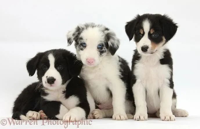filhotes de border collie fortes e inteligentes