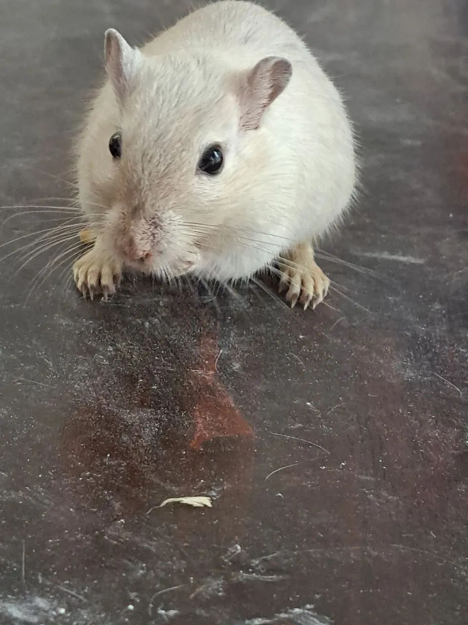 Gerbil- Esquilo da Mongólia lindos - Foto 2