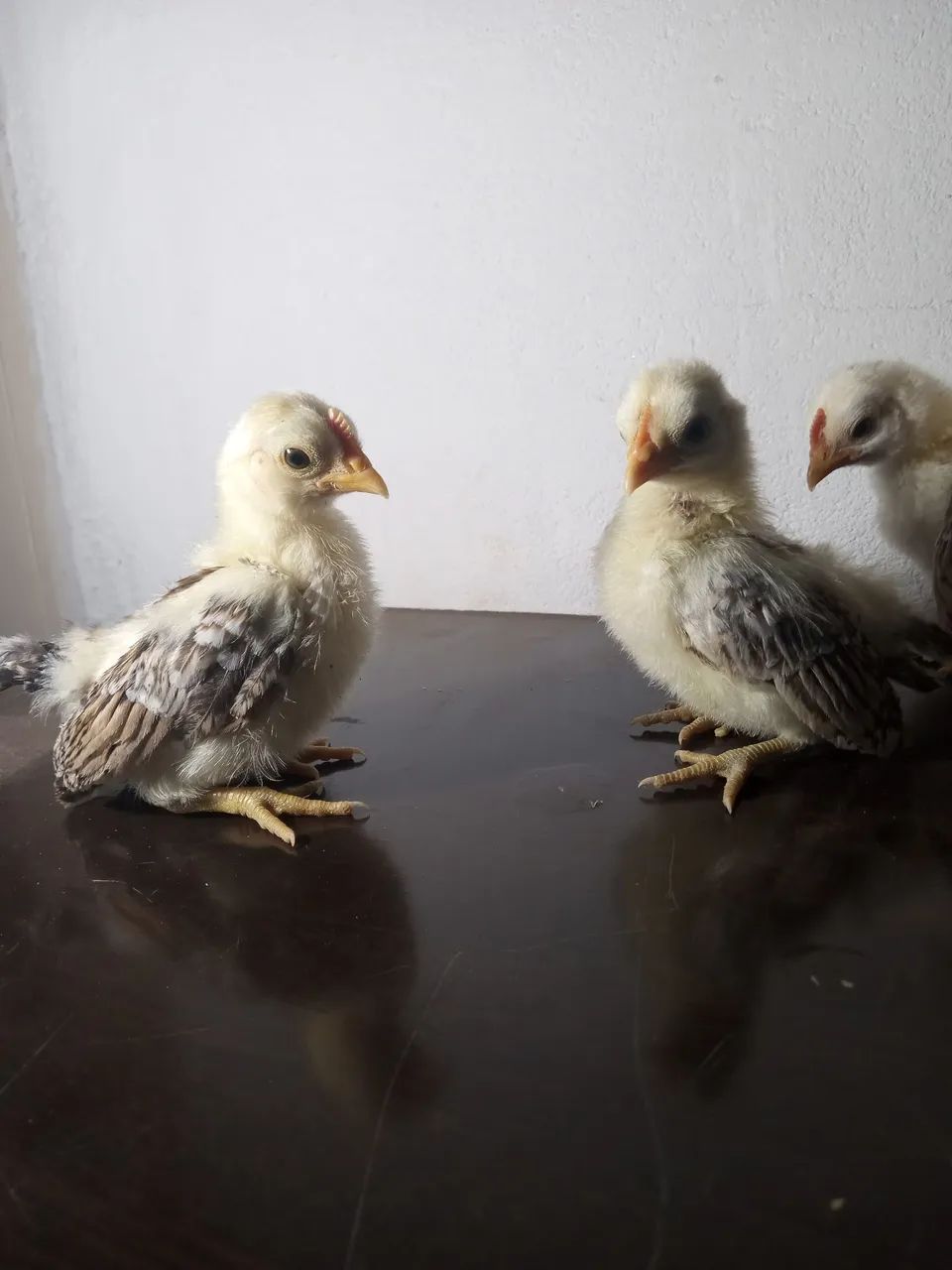 Casal de  Serama ótimo padrão genético  - Foto 4