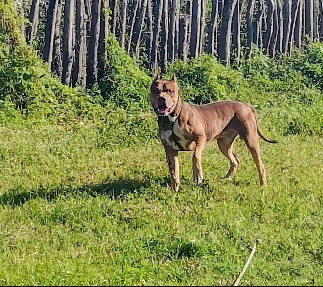 Pitmonster  - Foto 2