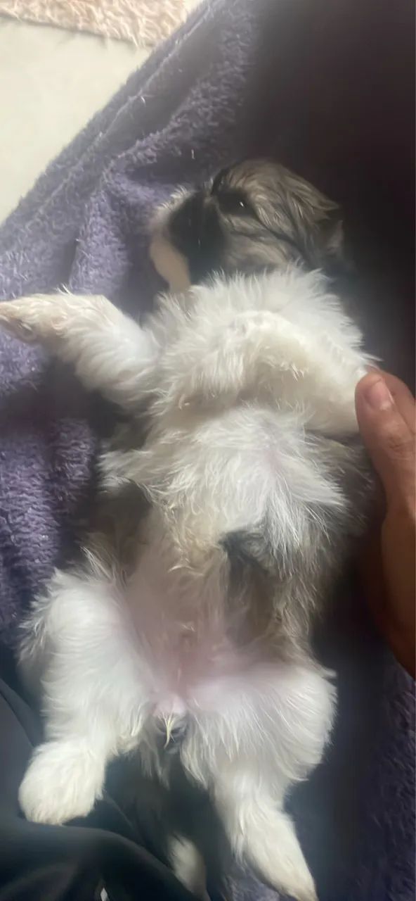 Shit-tzu puro