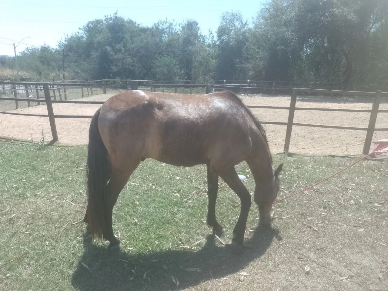 Vendo cavalo manga larga  - Foto 4