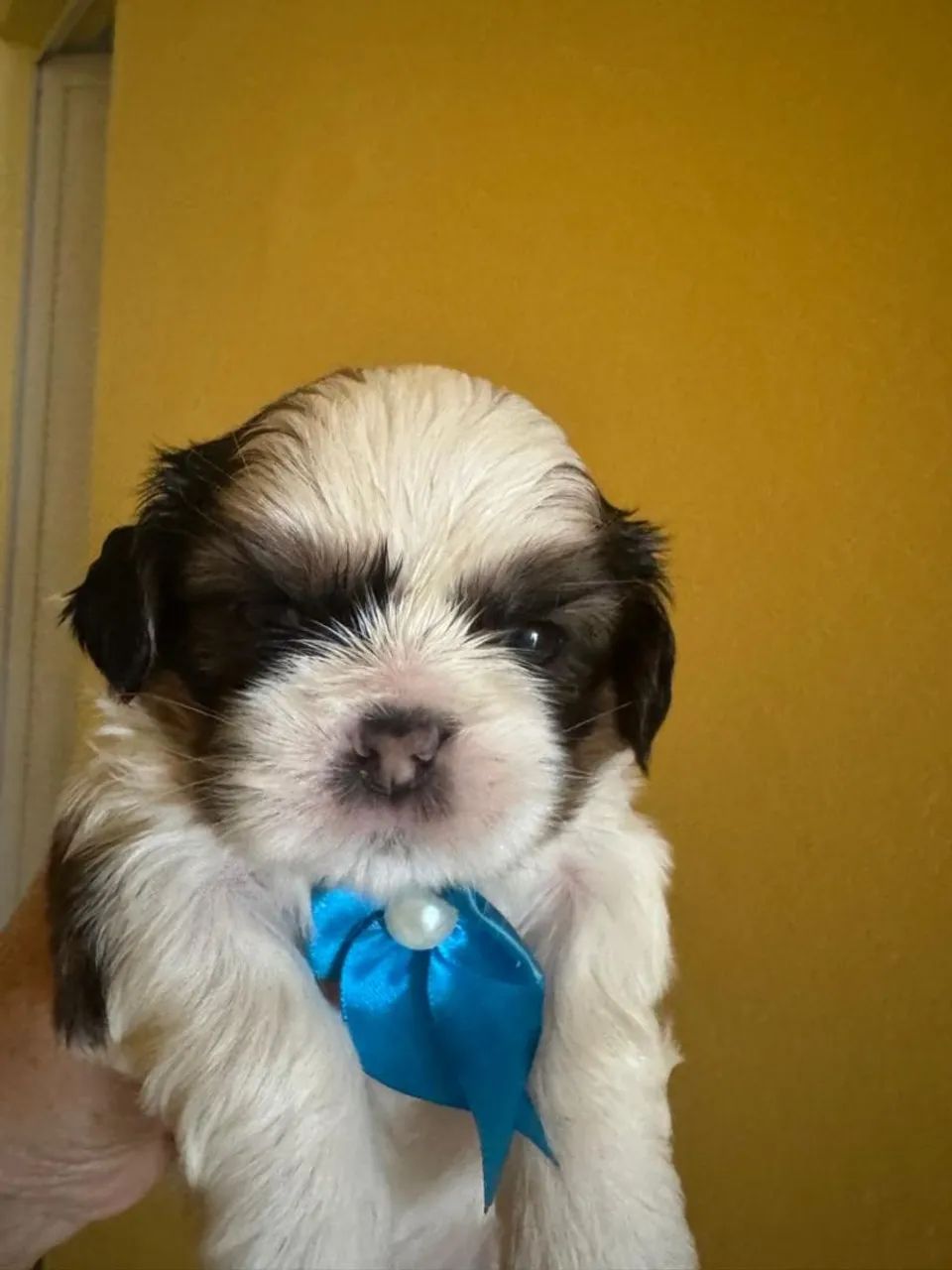 Shitzu macho a venda. Obs. Fêmeas para reserva! - Foto 4