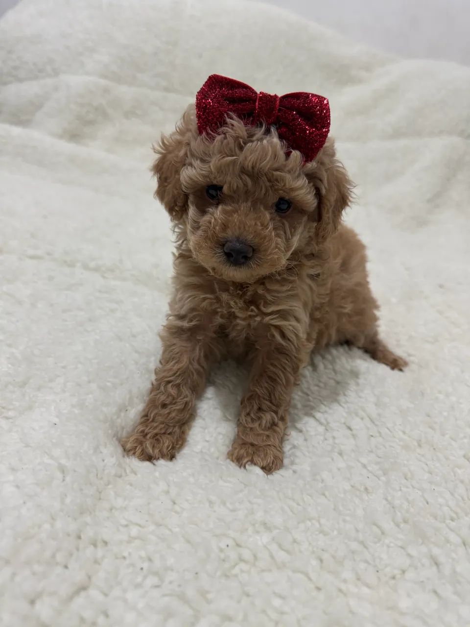 Poodle Toy Red Pedigree Entrega Rápida - Foto 2