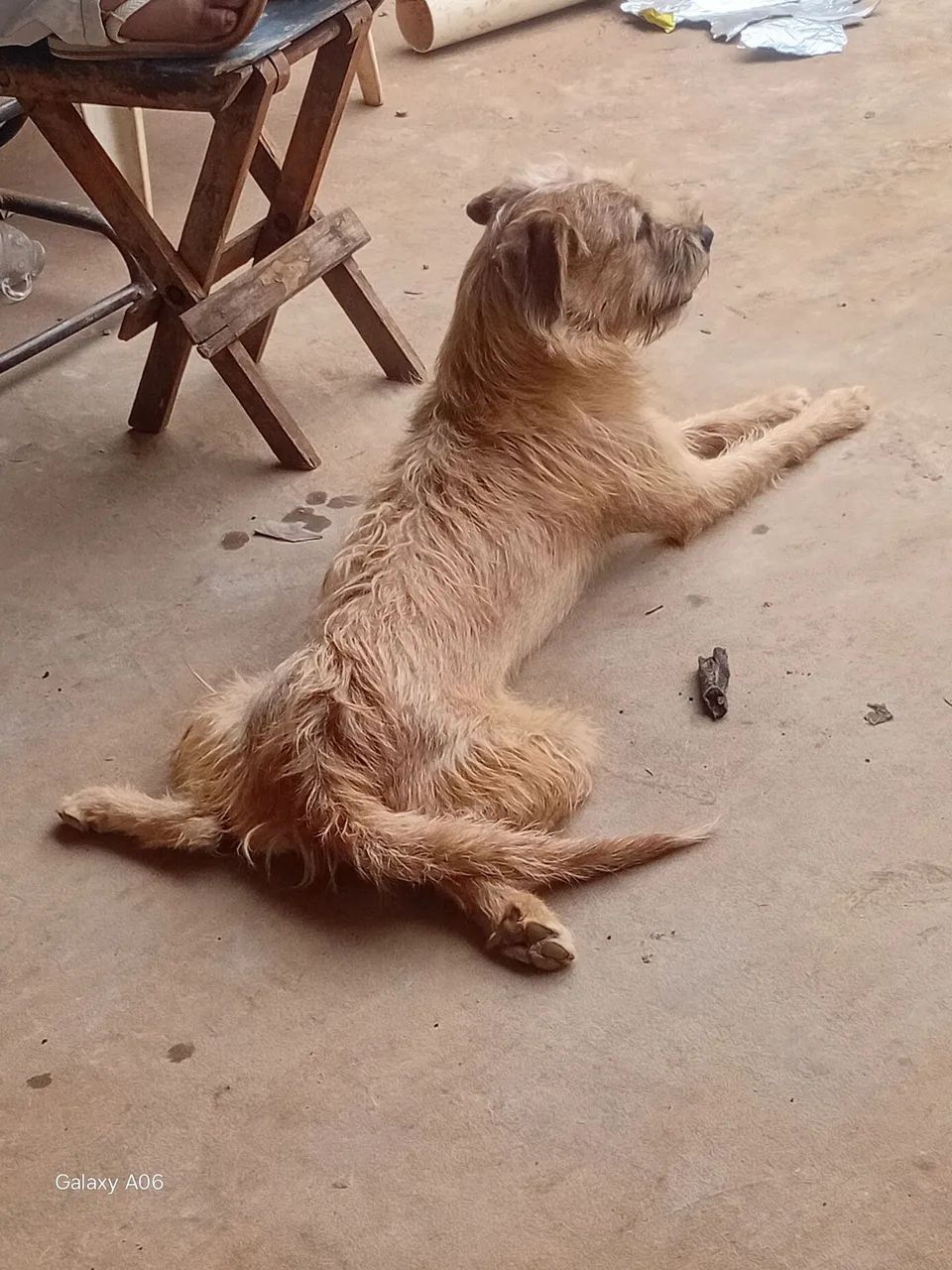 Doação de cães 