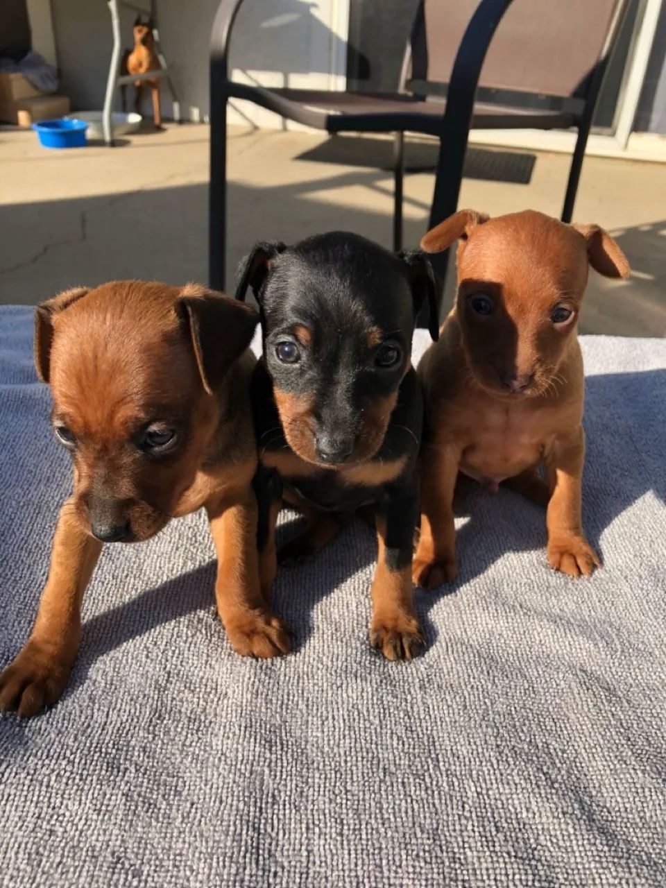 Pinscher caramelo e preto - filhotes 