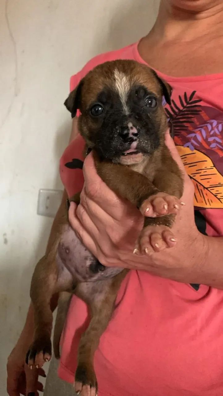 Vendo ou troco filhotes de Pit Bull  - Foto 4