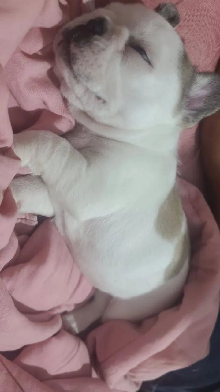 Buldogue francês  - Foto 2