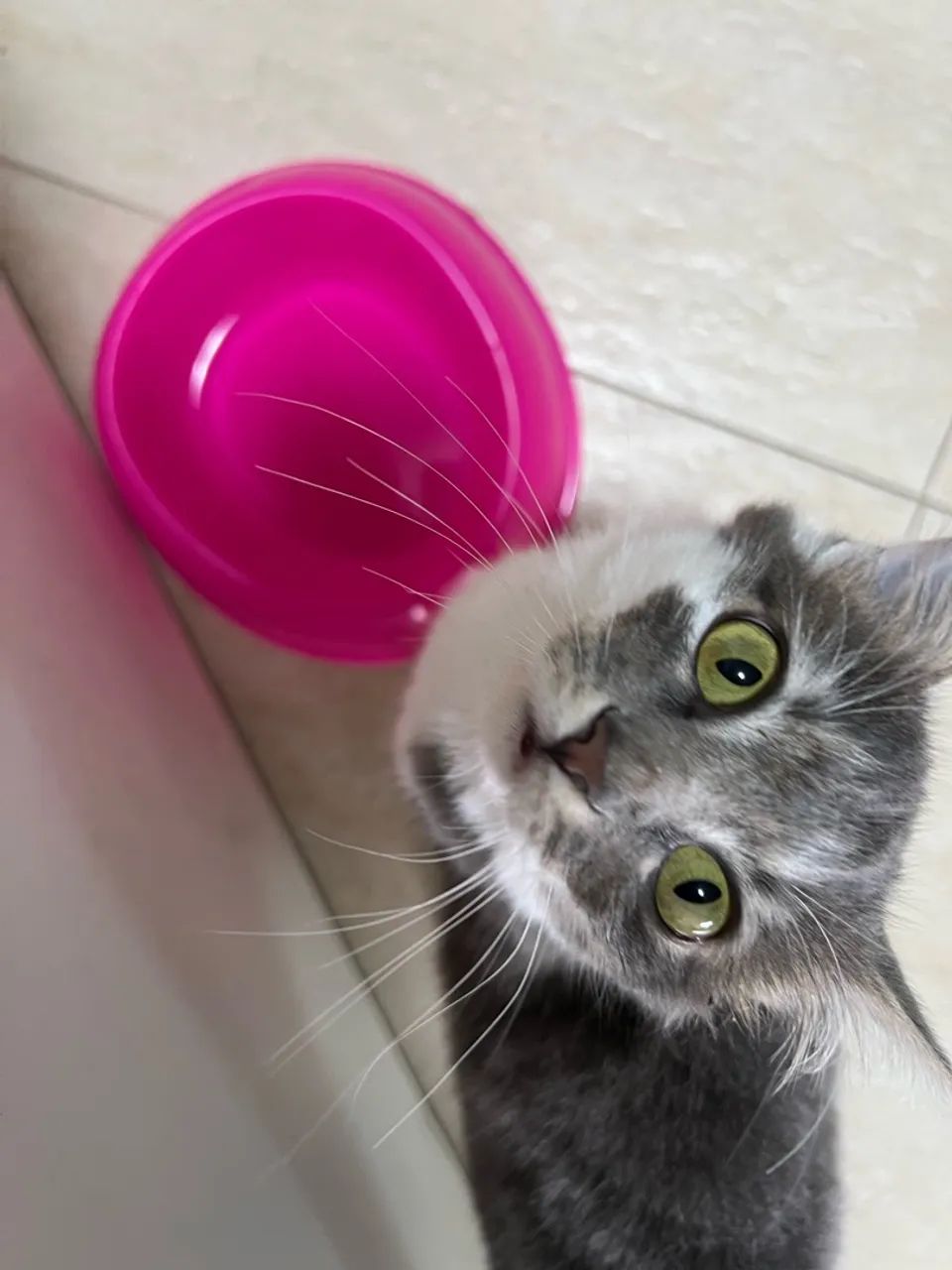 Doação de gata - Foto 2
