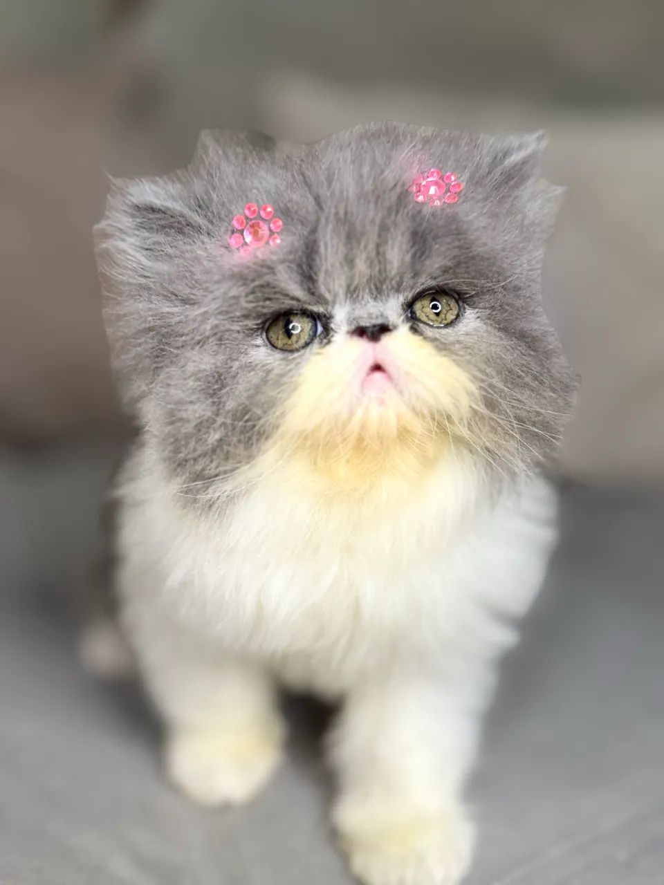 Gata persa - Foto 5