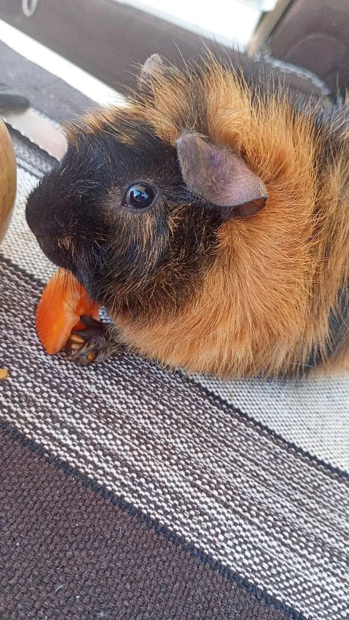 Vendo porquinho da índia  - Foto 4