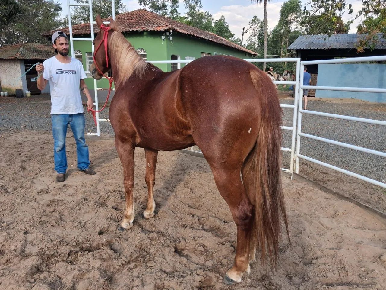 Égua quarto de milha  - Foto 2