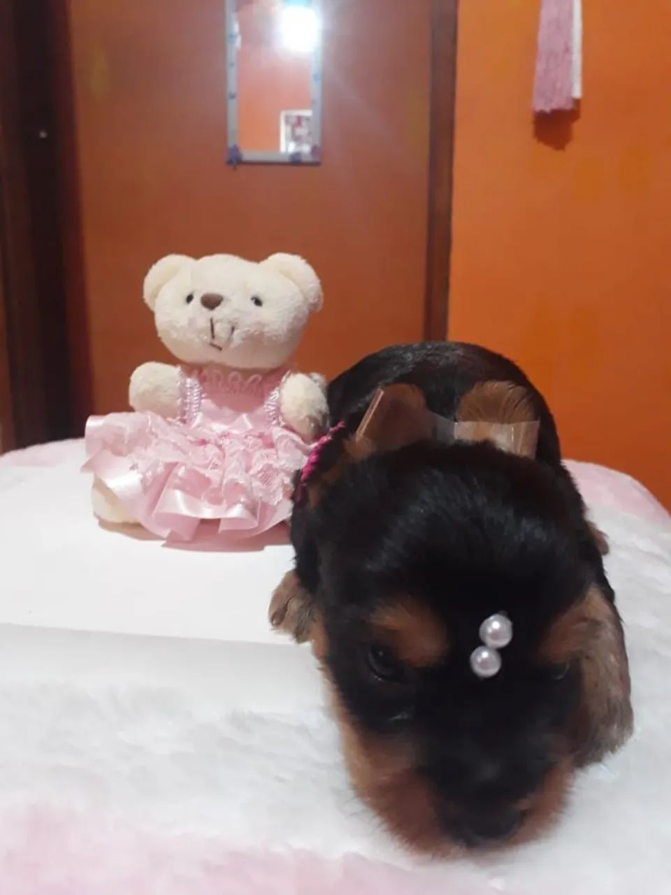 Yorkshire terrier  - Foto 2
