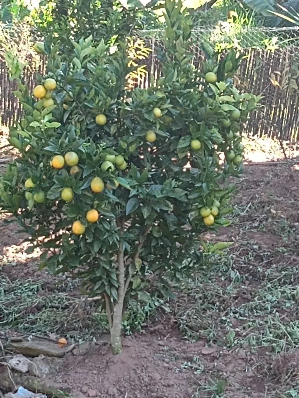 Linda  casa - Foto 4