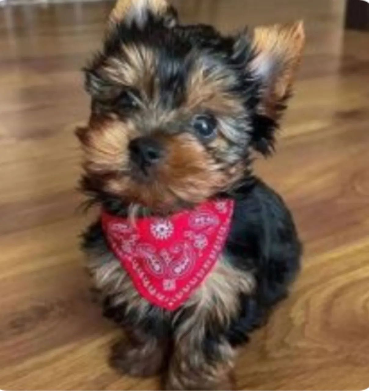 Sua linda bb de Yorkshire tamanho micro!!! 