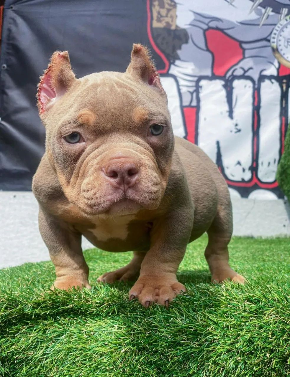American bully  - Foto 5