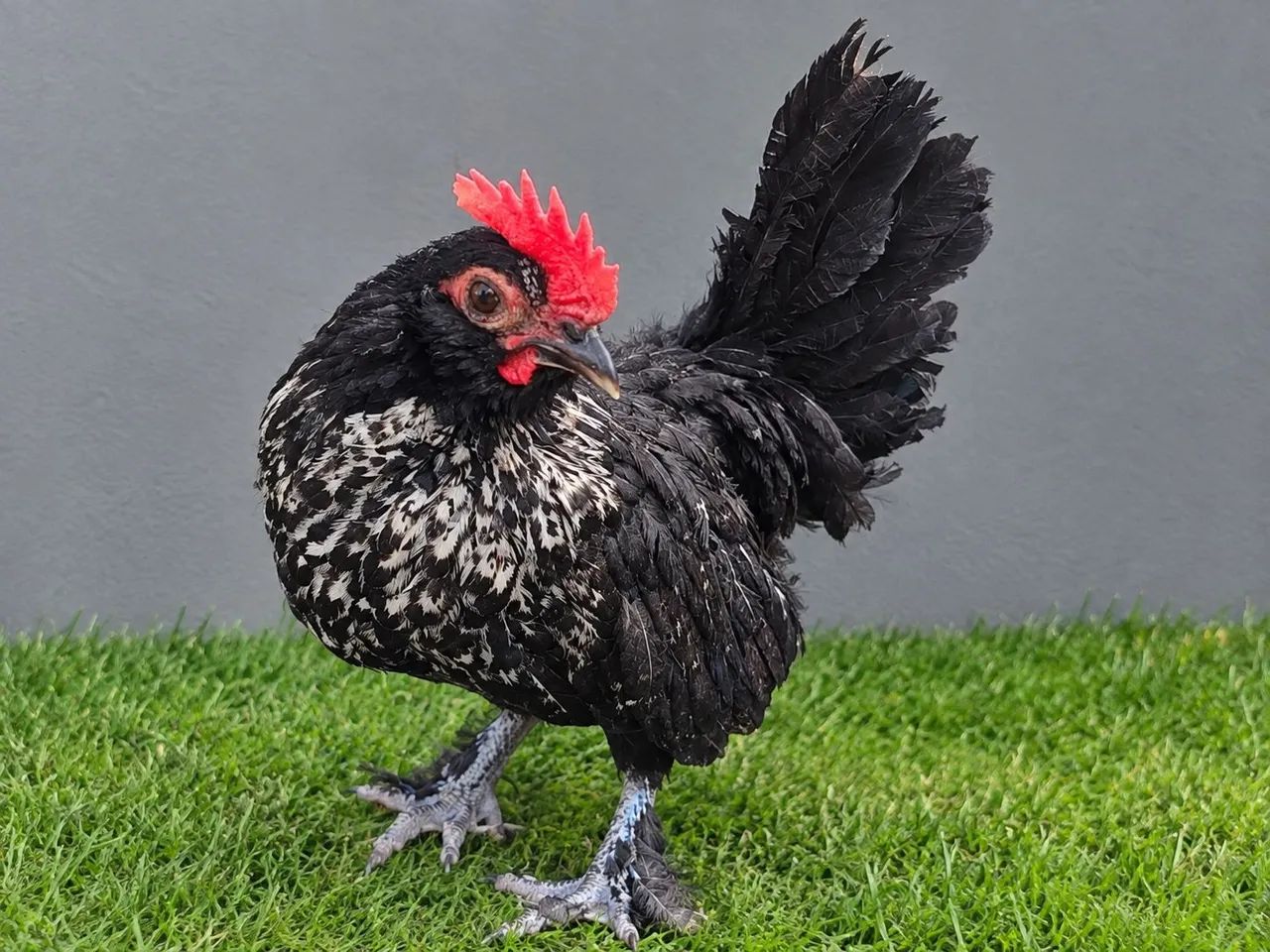 Galo - Foto 2