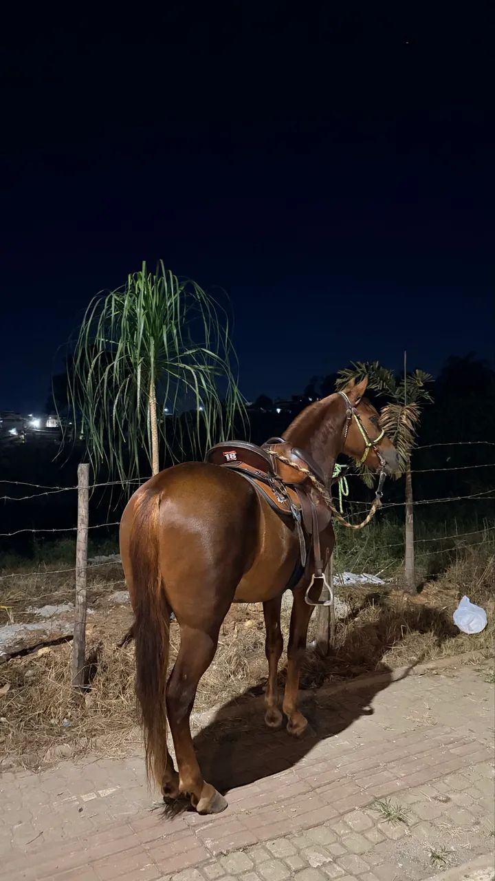 Cavalo manga larga 