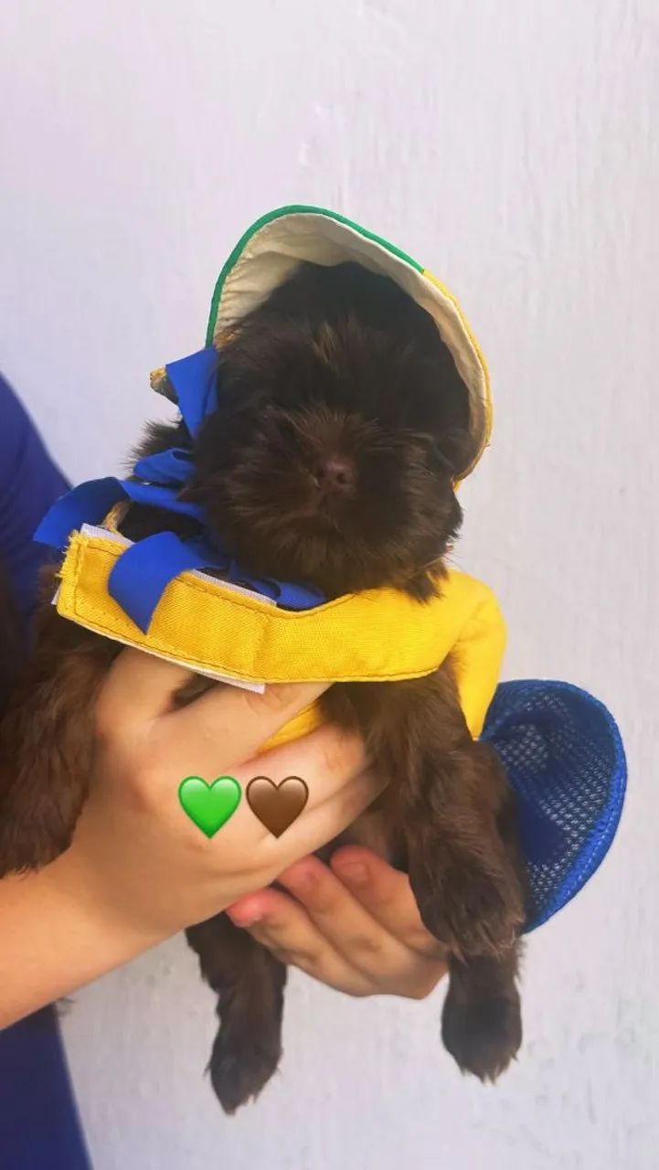 Shih tzu - Foto 5