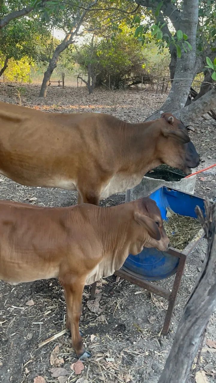 Vaca e bezerra - Foto 2