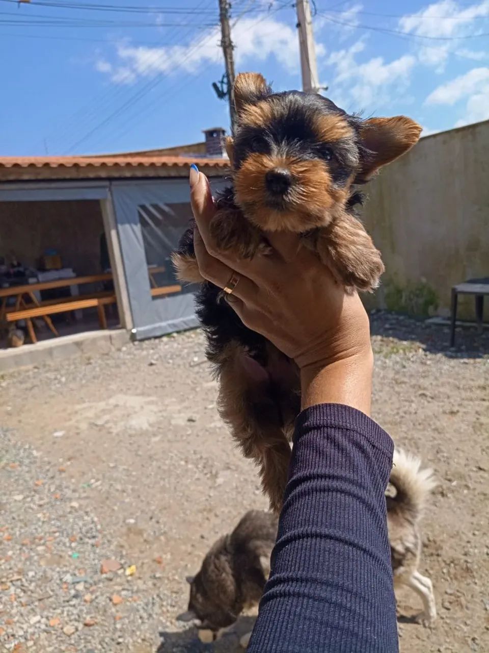 Yorkshire Terrier  - Foto 2