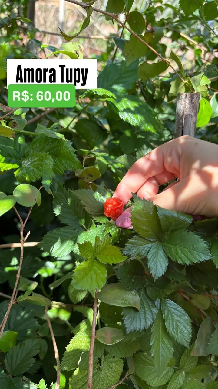 Muda de Amora Tupy Produzindo 