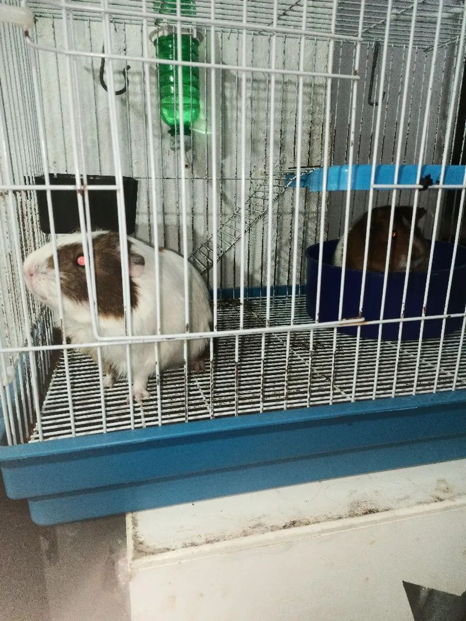 Vendo 2 Porquinhos da Índia  - Foto 4