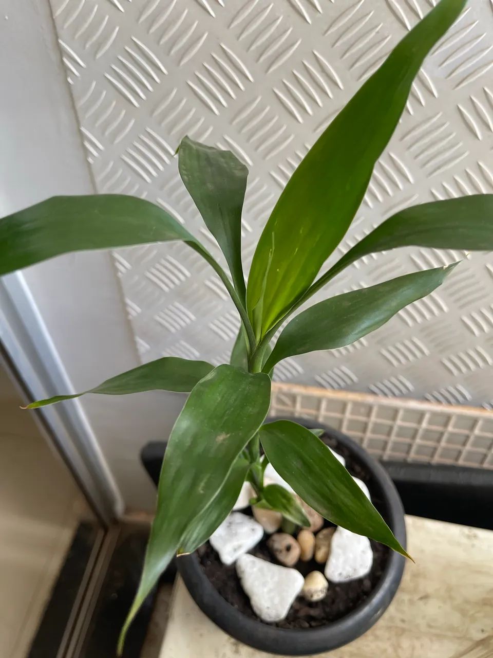 Planta Bambu da Sorte  - Foto 2