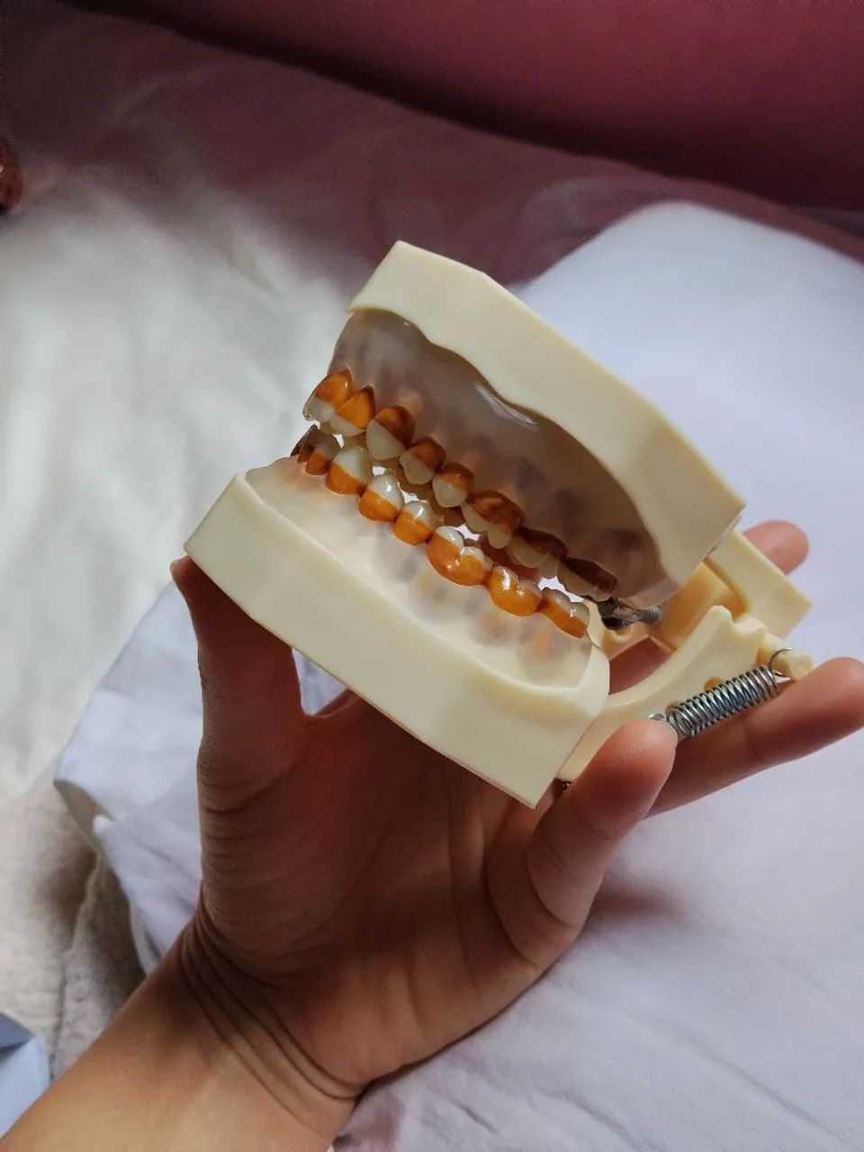 manequim de periodontia padrão - marca orais  - Foto 3