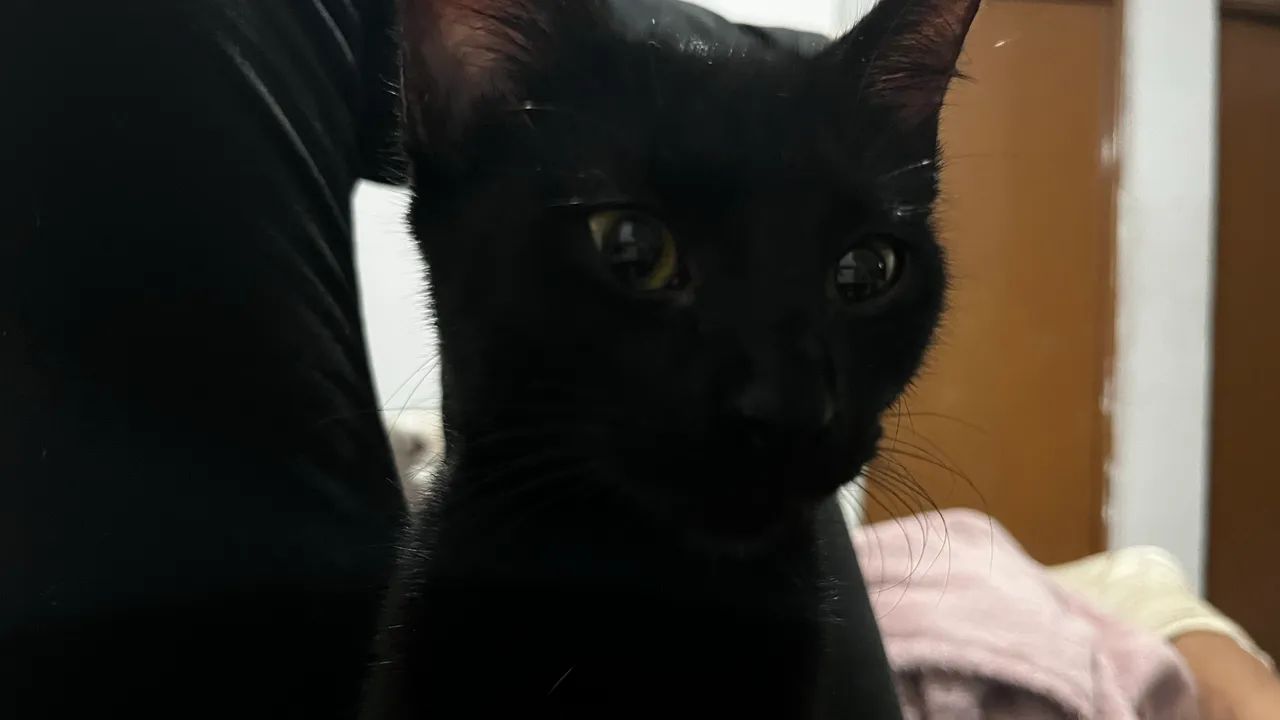 Doação de gatinhas  - Foto 4