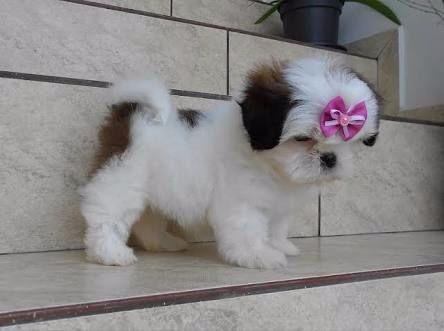Shih Tzu mini Canil em Bh promoção