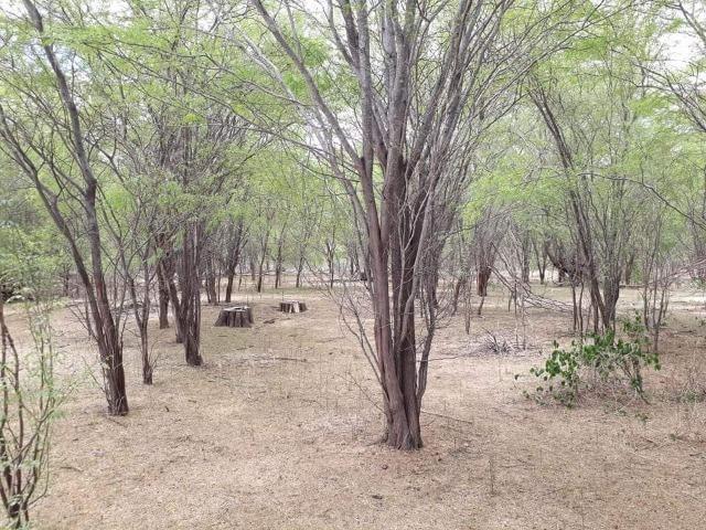 Ótima propriedade de 500 hectares, toda documentada,em Sertânia-PE, por apenas R$ 500 mil - Foto 7