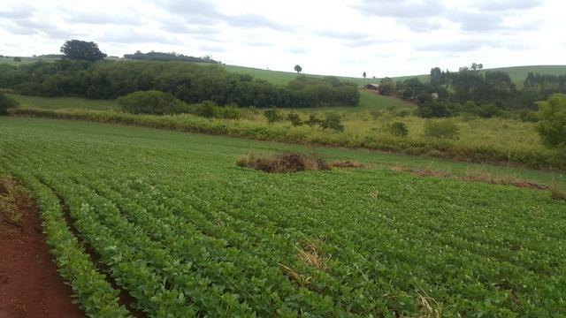 Terra rocha boa p/plantios agricola e criame de peixe etc - Foto 8
