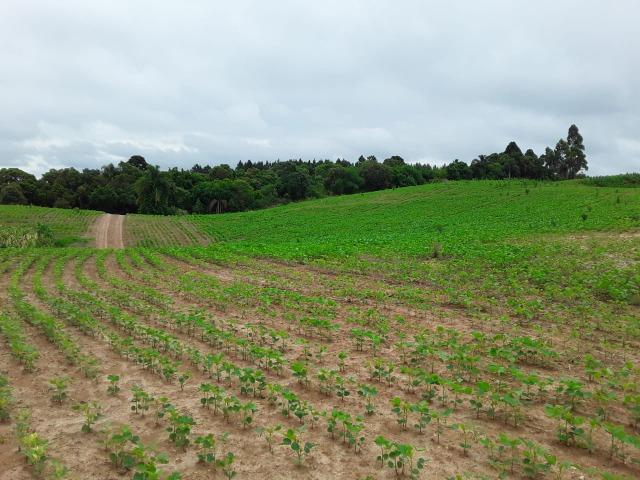 T-AR0032- Área à venda, 852.244 m² por R$ 35.500.000 - PR 423 - Campo Largo/PR - Foto 5