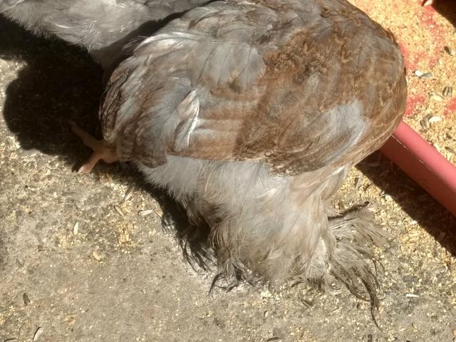 Franguinhos e pintinhos raça Brahma - Foto 3