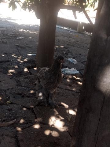 Franguinhos e pintinhos raça Brahma - Foto 2