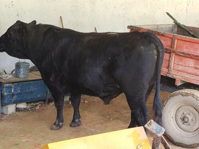 Touro angus - Foto 2