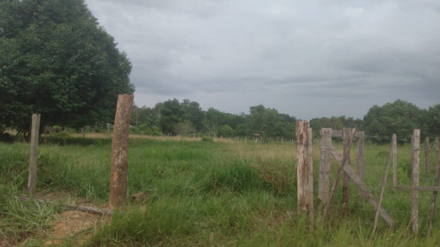 4,42 hectares em Benevides por 250 mil reais porteira fechada - Foto 14