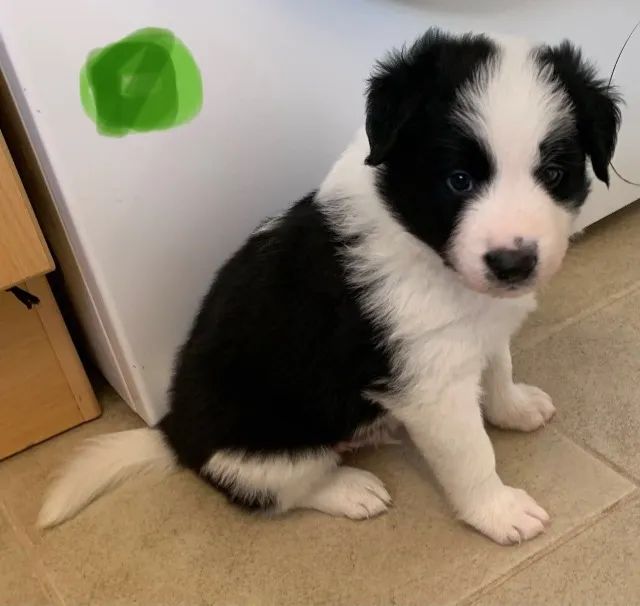 Cachorro Border Collie macho e femea, com garantia genetica vitalicia. -  Cachorros e acessórios - Munhoz Júnior, Osasco 1261817580