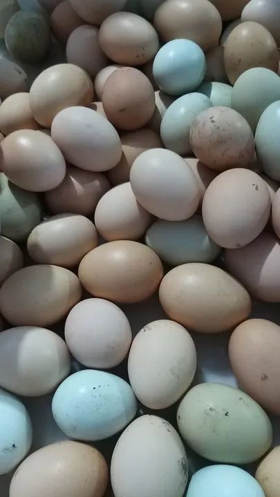 OVOS FRESCOS DE GALINHA CAIPIRA  - Foto 3