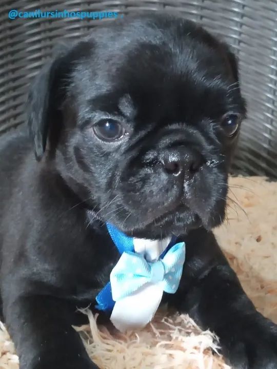 Pug filhotes abrico e black disponíveis oportunidade - Foto 4