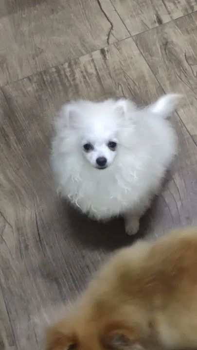 Lulu  com 4 meses 10x sem juros - Foto 3