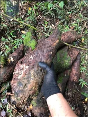 10 kg de nó de pinho