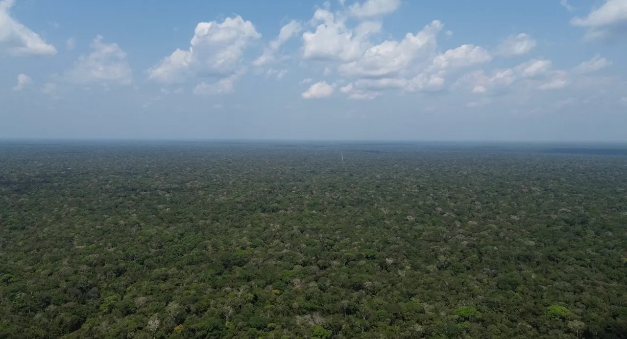 5630 hectares crédito carbono ou compensação