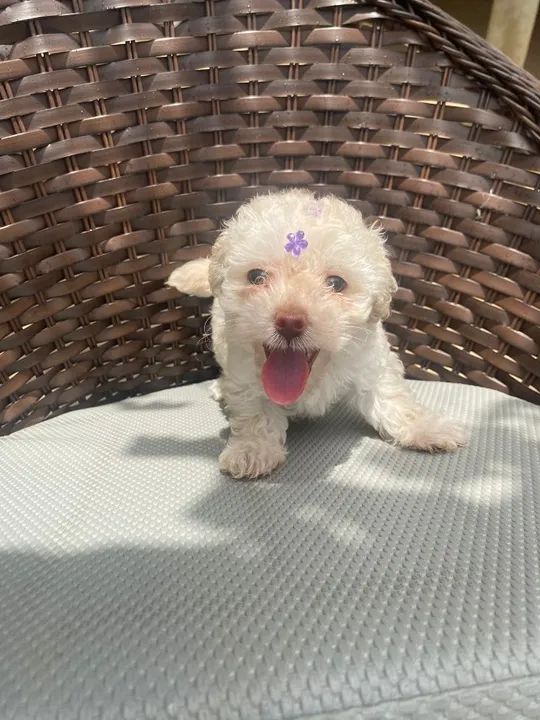 Poodle toy filhotes maravilhosos, garantial total de saúde - Foto 2