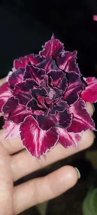 Rosa do deserto em promoção! Enxerto especial